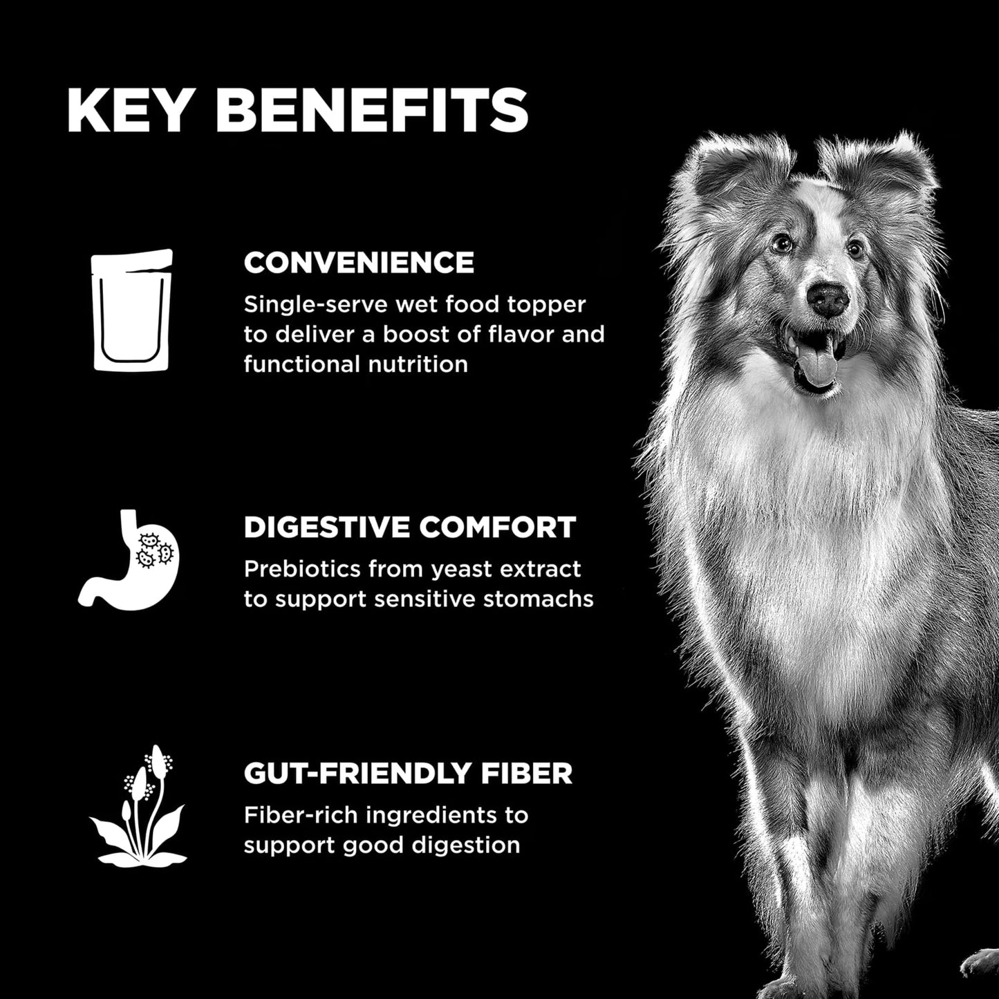A dog stands by three key benefits—convenience, digestive comfort, and gut-friendly fiber—plus joint support from glucosamine chondroitin in Your Whole Dog's GO! SOLUTIONS Booster Digestive Health Chicken + Duck Pate (79g).