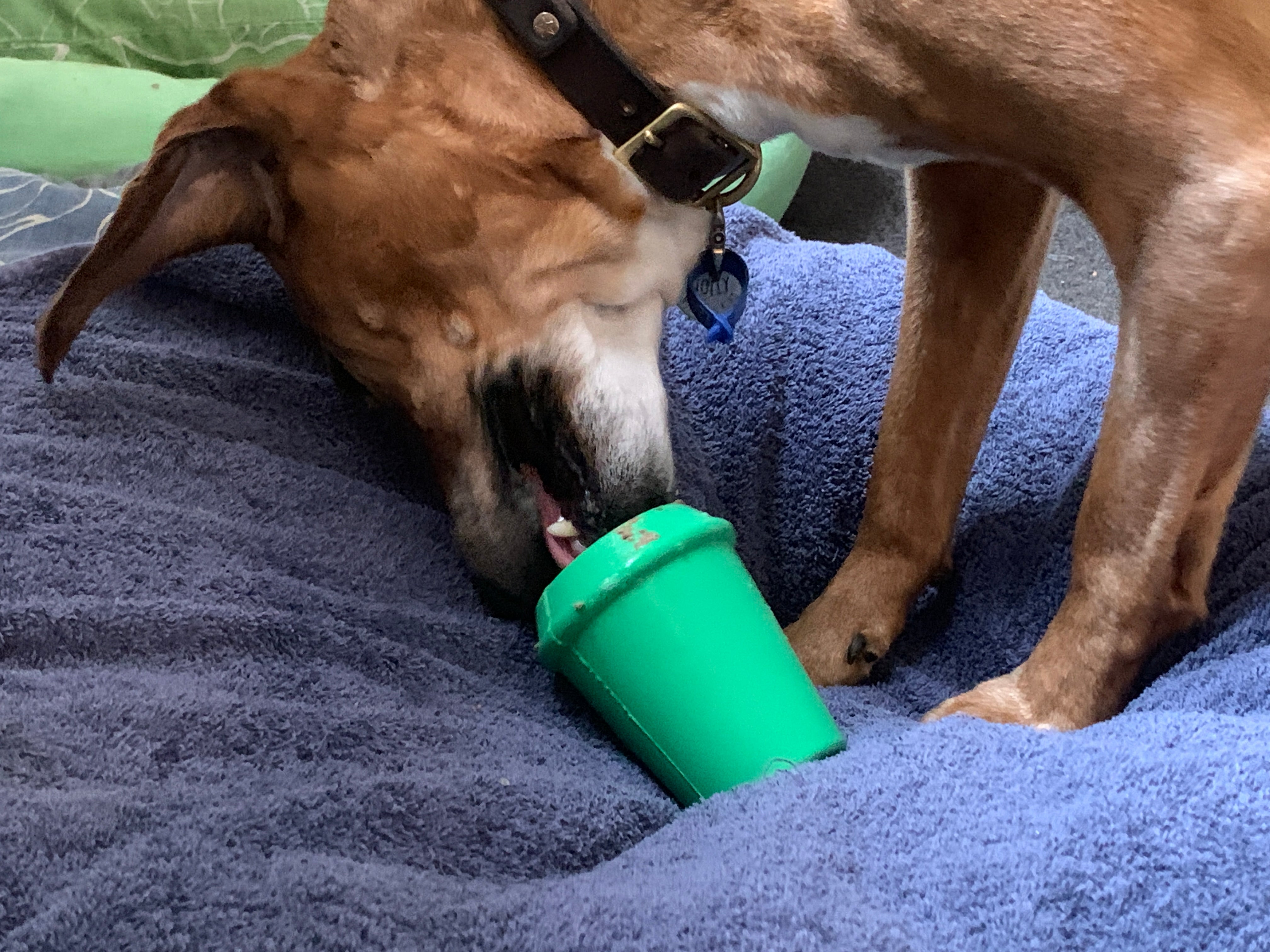 Portable dog hotsell treat dispenser