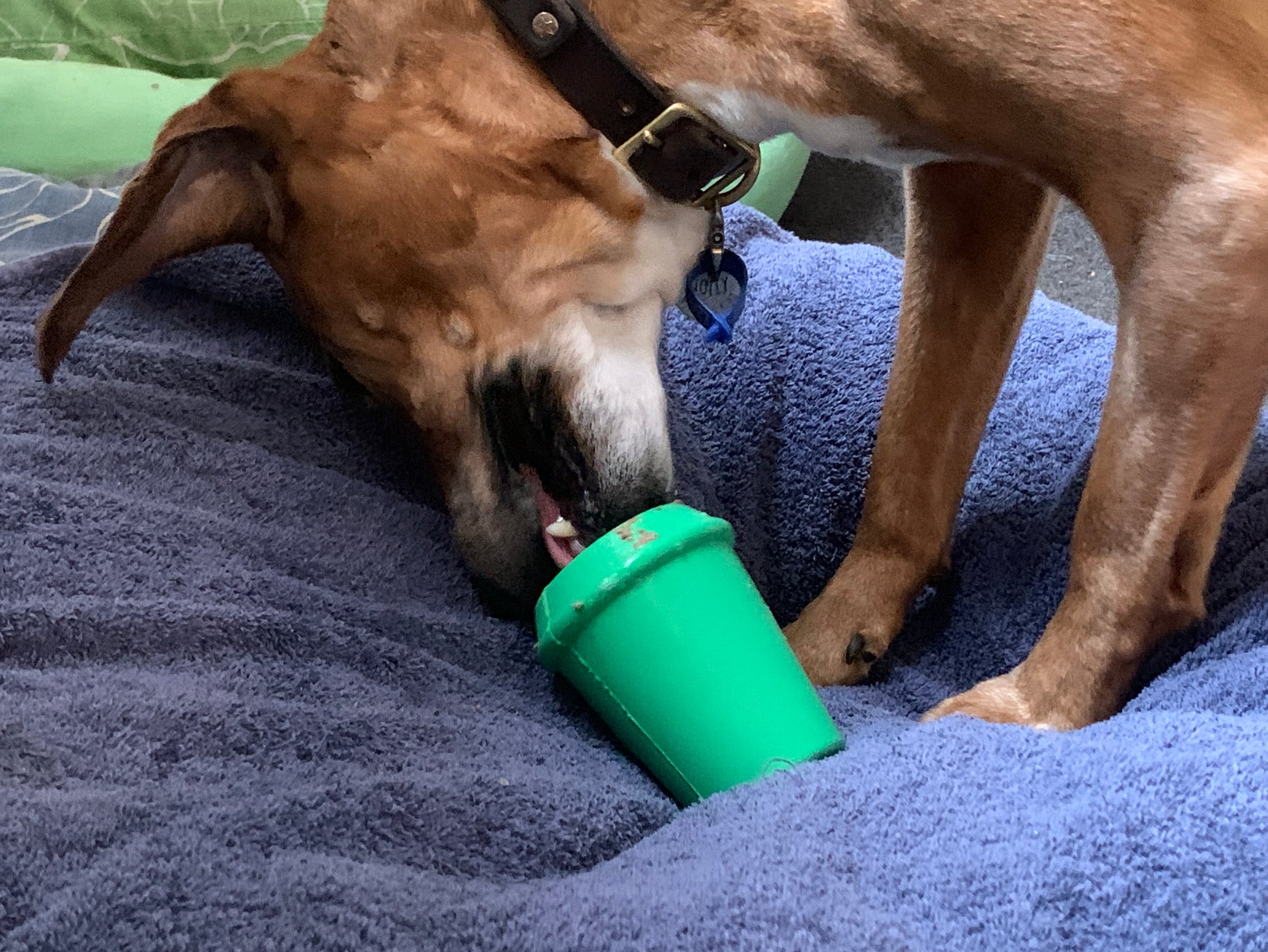 A dog enjoying a durable chew toy from the CLEARANCE: Soda Pup COFFEE CUP TOY & TREAT DISPENSER (M & L) range by Your Whole Dog.