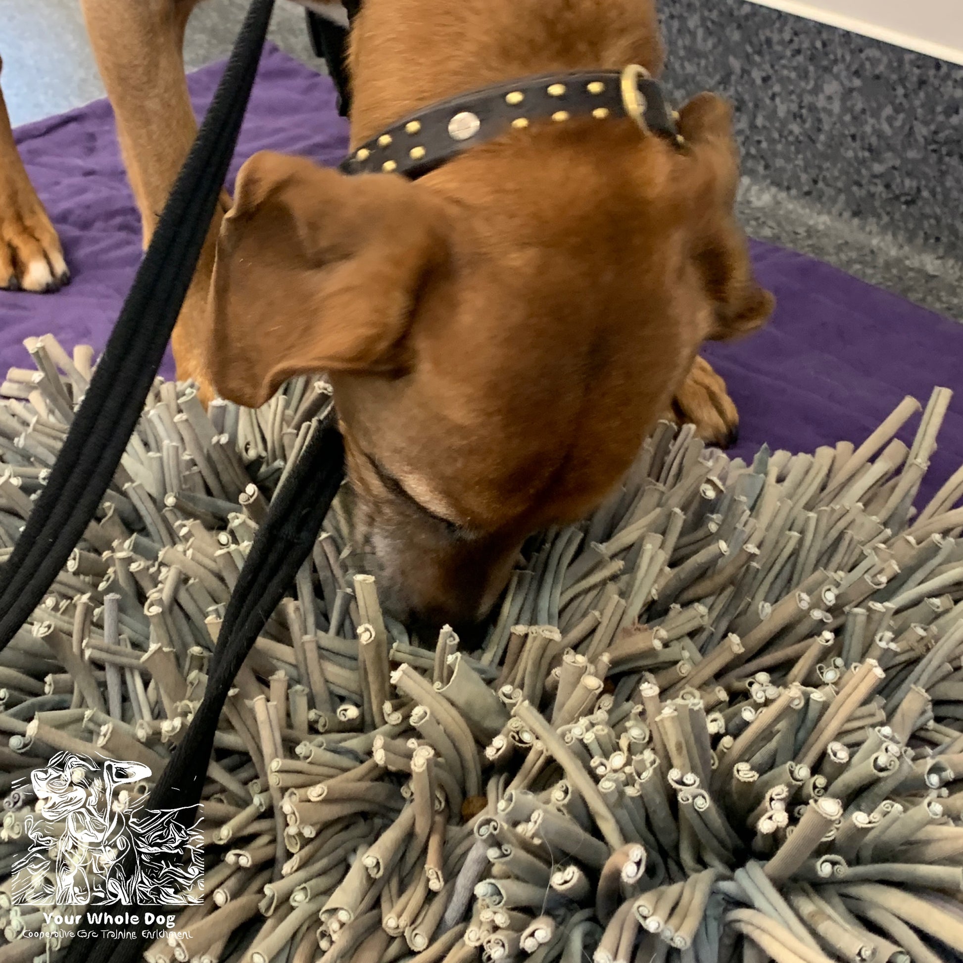 A brown dog sniffing a Paw5 Wooly Snuffle Mat with a leash attached to it. Brand Name: Your Whole Dog.