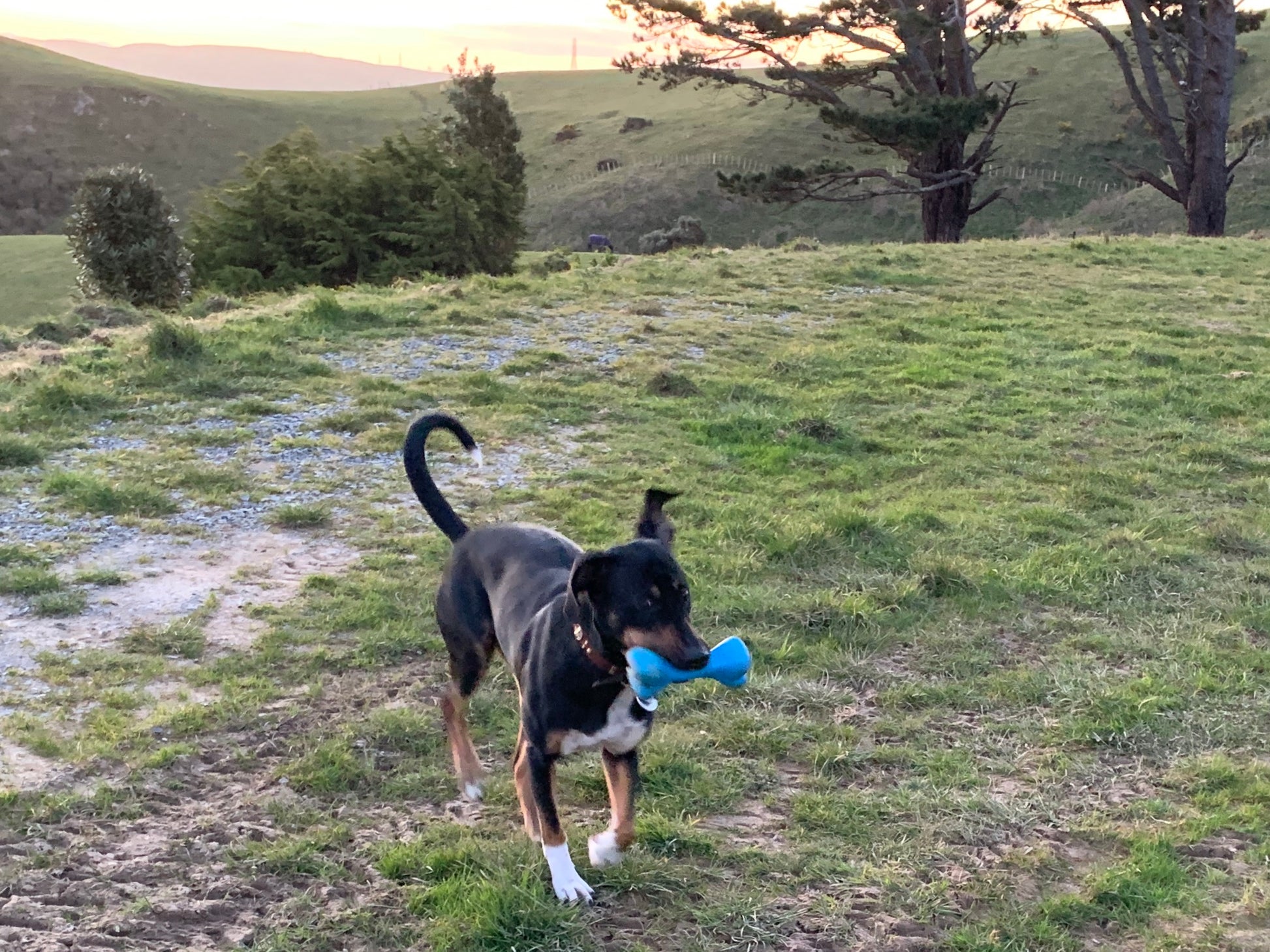 A black and brown dog with a CLEARANCE: Planet Dog ORBEE-TUFF BONE from Your Whole Dog in its mouth stands on a grassy field with hills and trees in the background. The toy's chewy goodness makes it perfect for moderate chewers like him.