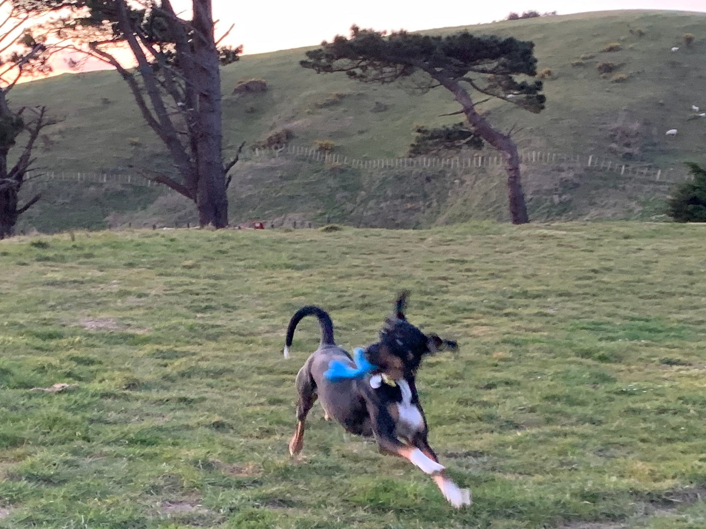 A dog runs energetically across a grassy field, clutching a CLEARANCE: Planet Dog ORBEE-TUFF BONE from Your Whole Dog in its mouth, with trees and a hill in the background.