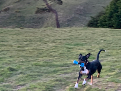 A black and white dog runs on a grassy hill with a CLEARANCE: Planet Dog ORBEE-TUFF BONE from Your Whole Dog in its mouth. Trees and hills are visible in the background.