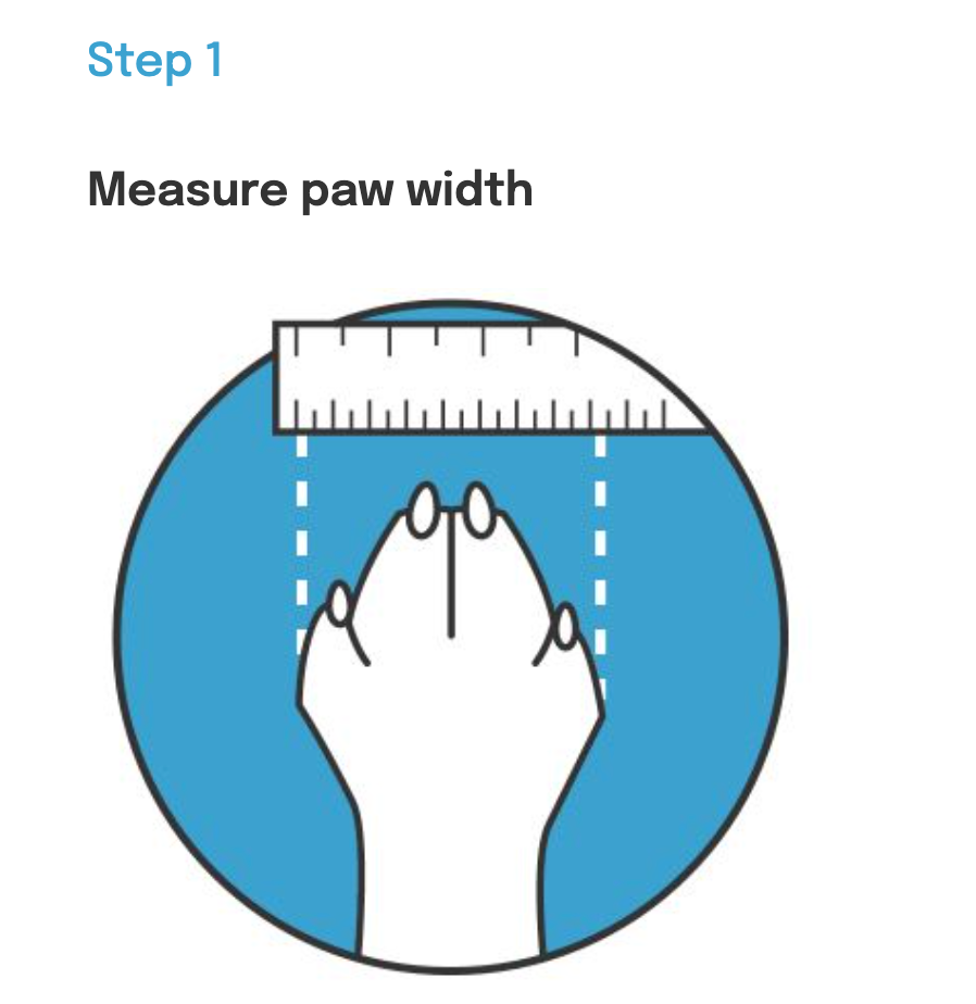 Step 1 measure paw width using the MediPaw: Healing Slim Boot from Your Whole Dog.