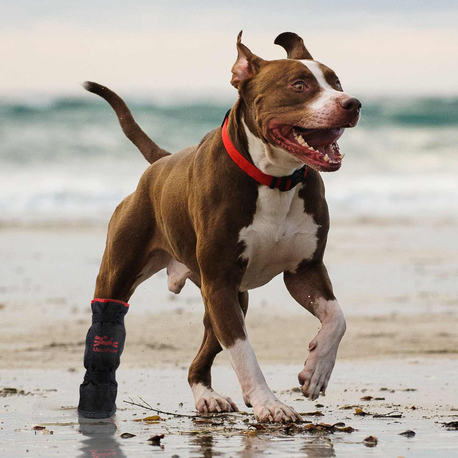 A dog walking on the beach wearing Your Whole Dog's MediPaw: Rugged X-Boot boots.