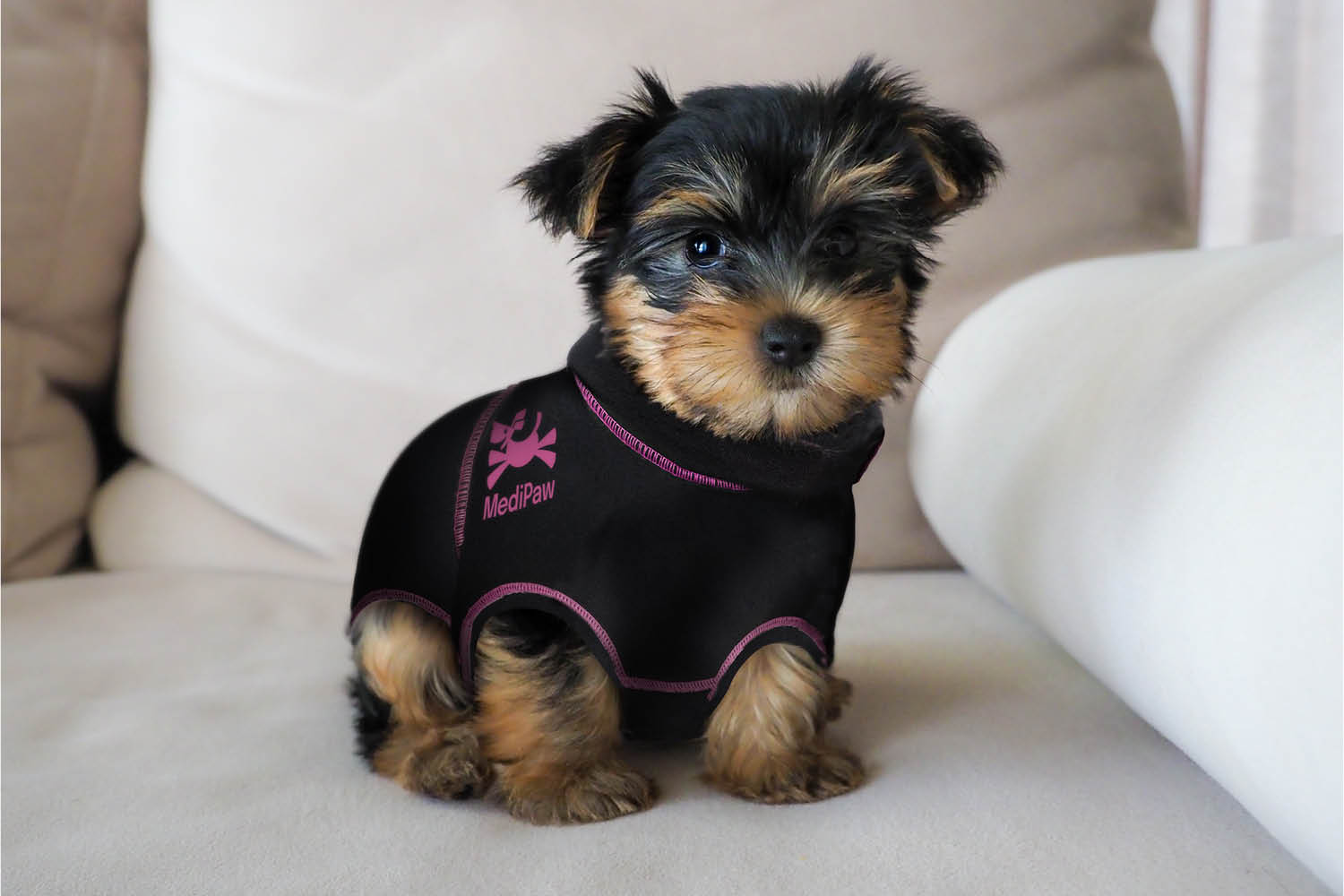 A small yorkie wearing a MediPaw: Protective/Surgical Dog Suit by Your Whole Dog.