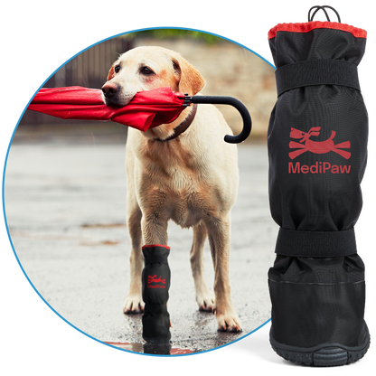 In Australia, a clever dog is braving the rain by skillfully holding a MediPaw: Rugged X-Boot from Your Whole Dog in its mouth.