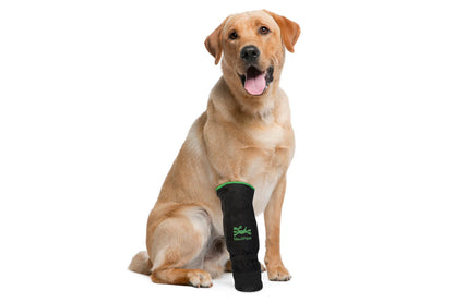A dog sitting on a white background wearing MediPaw: Rugged X-Boot knee brace by Your Whole Dog.