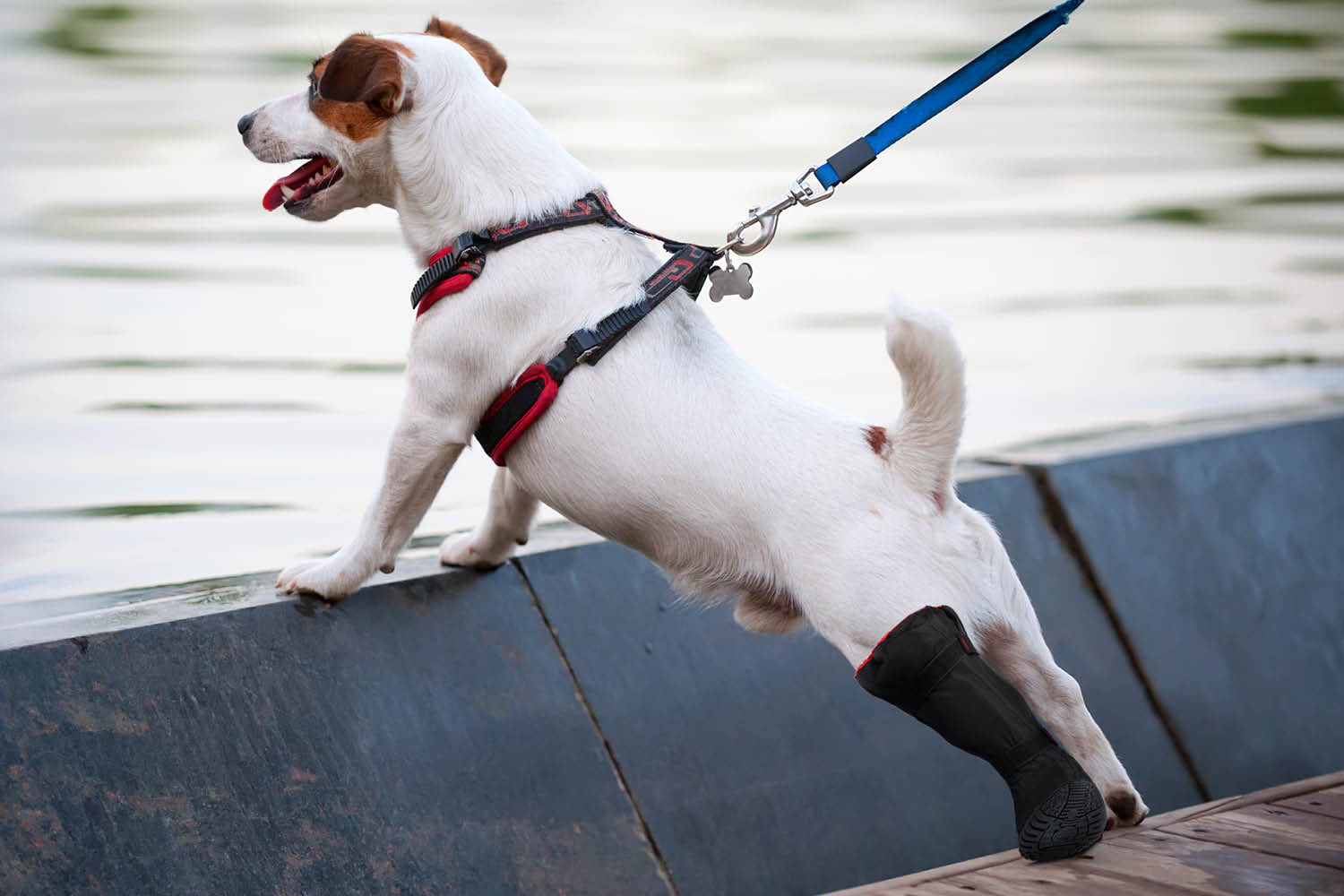 A dog wearing MediPaw: Rugged X-Boot boots walking on a leash on a dock in Australia by Your Whole Dog.
