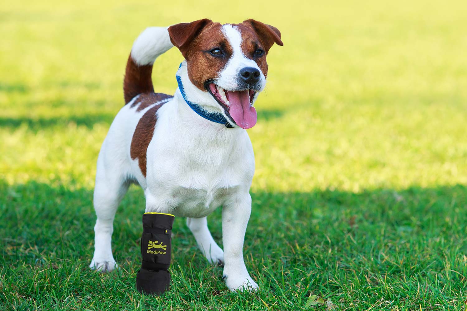 A dog wearing Your Whole Dog's MediPaw: Soft Bandage (Basic) Boot in the grass.